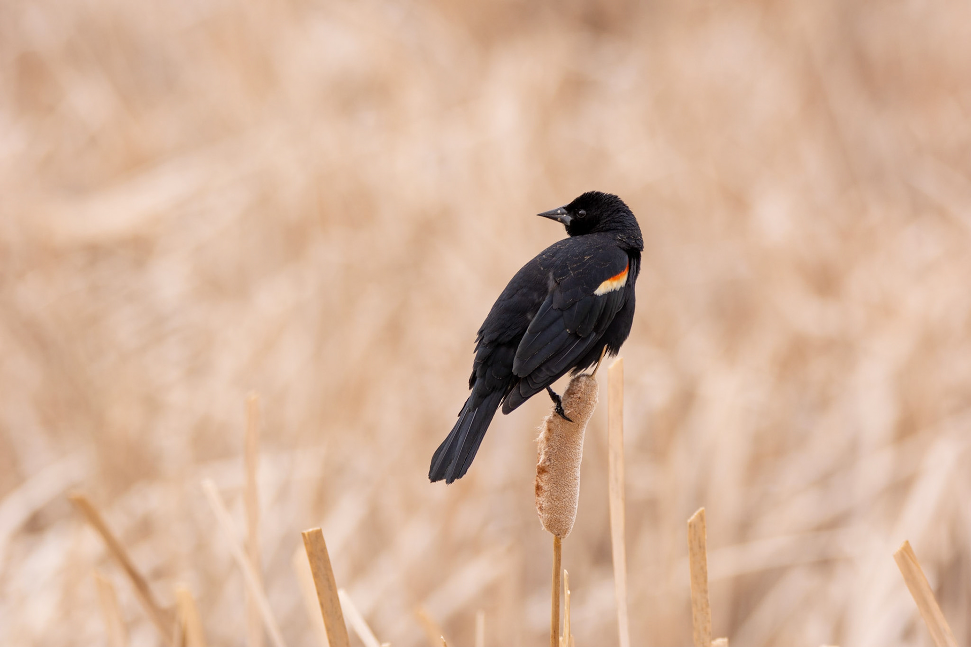 Red-winged Blackbird, John E. Poole Boardwalk, Lois Hole Provincial Park
