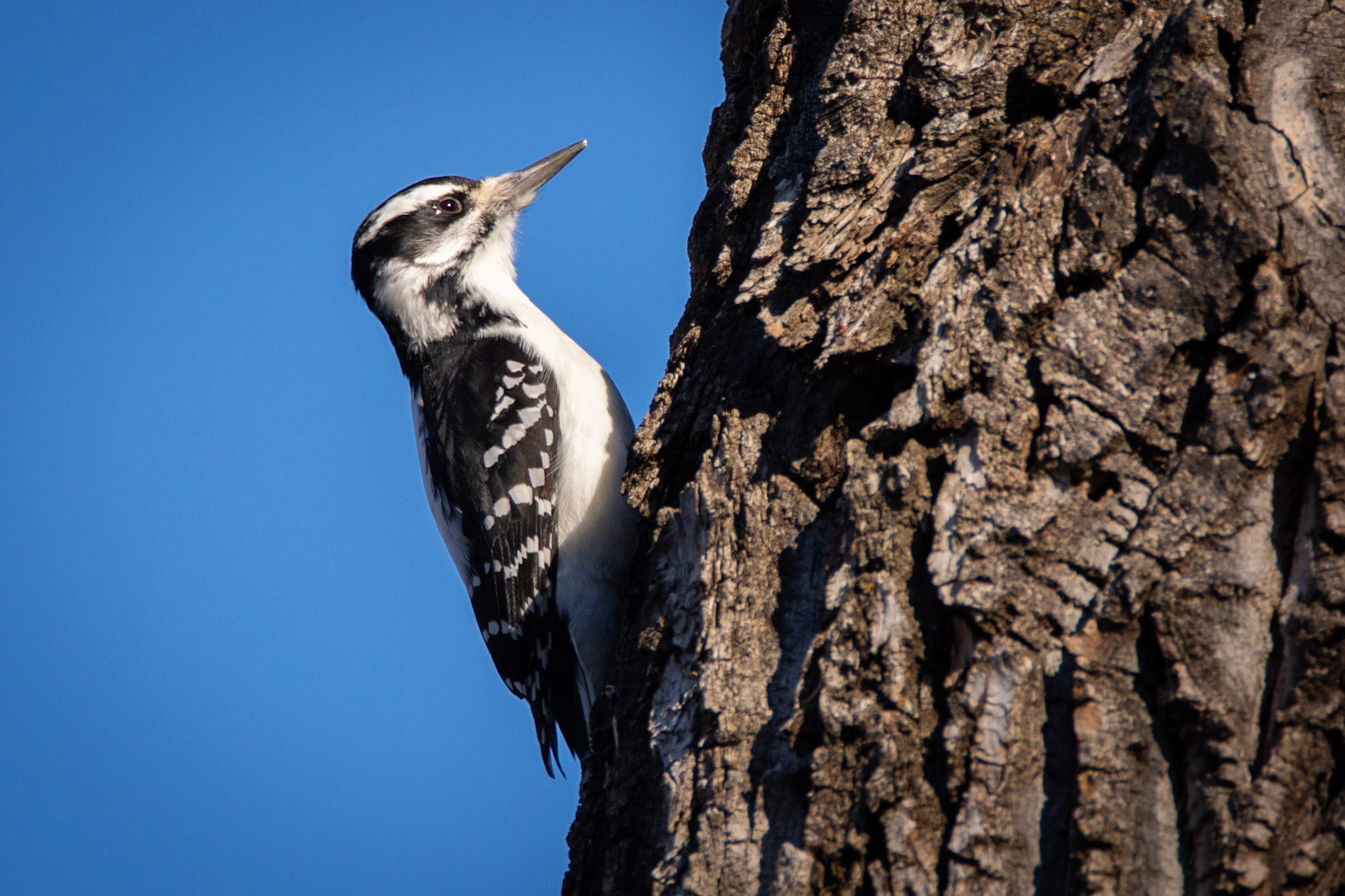 Hairy Woodpecker, female