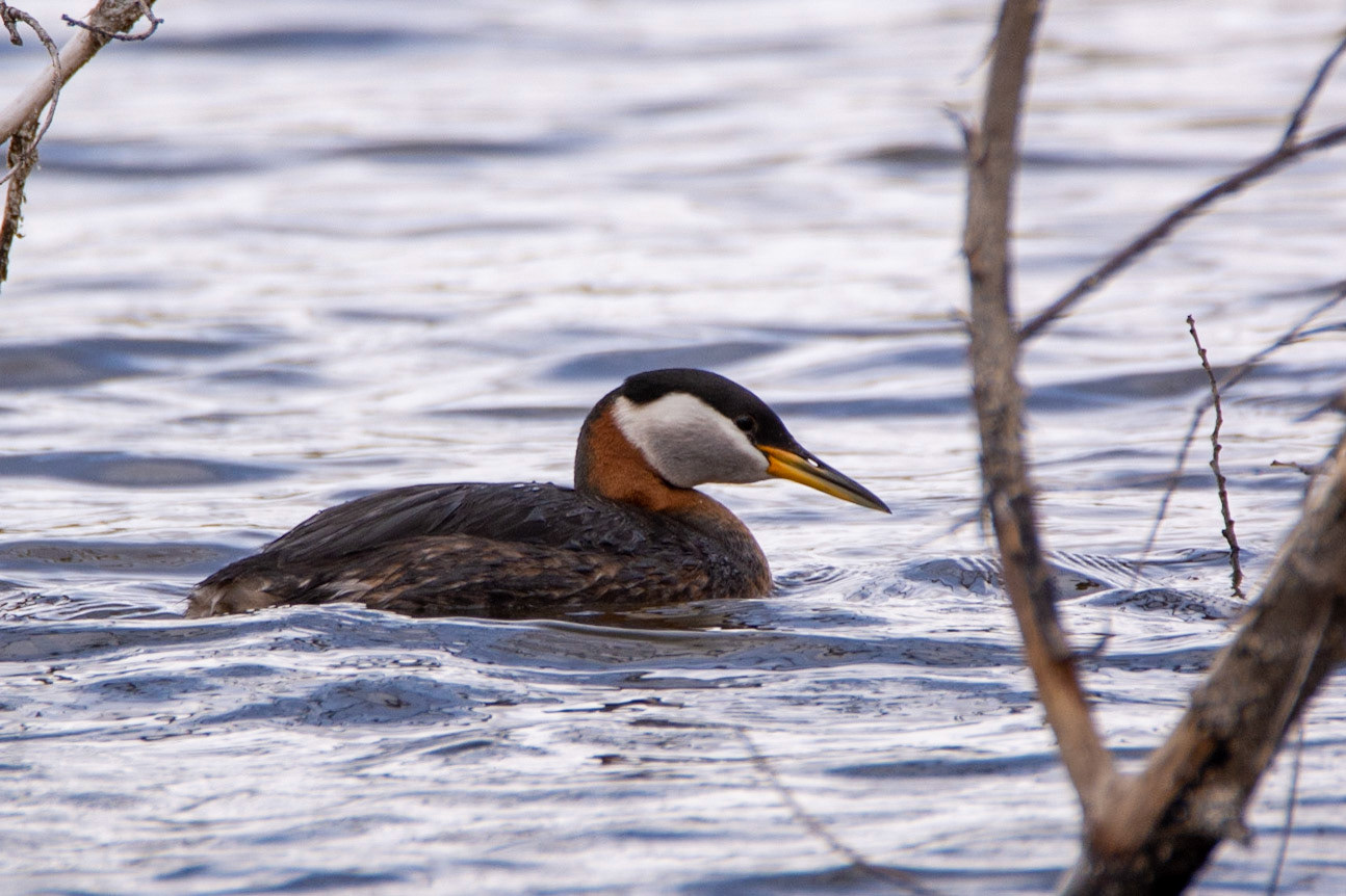 Red-Necked Grebe, Astotin Lake, Elk Island National Park