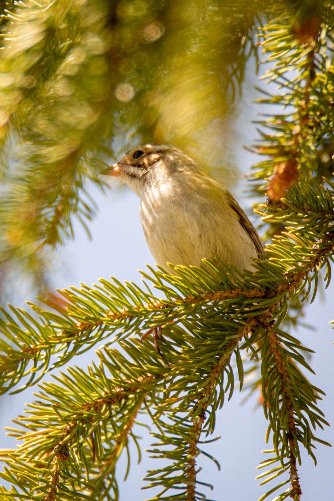 Song Sparrow