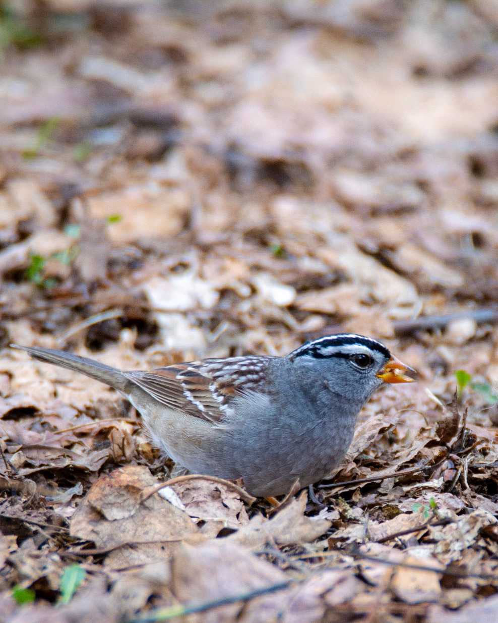 White-crowned Sparrow, Hawrelak Park, Edmonton
