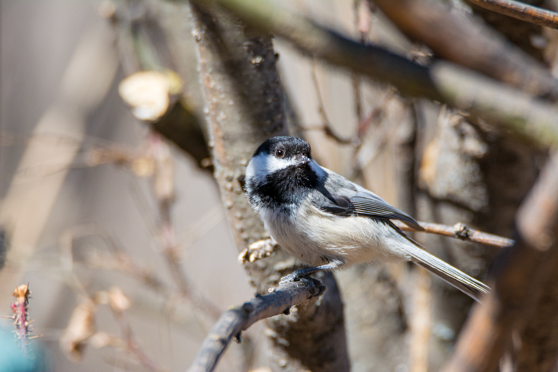 Black-capped Chickadee, Hawrelak Park, Edmonton