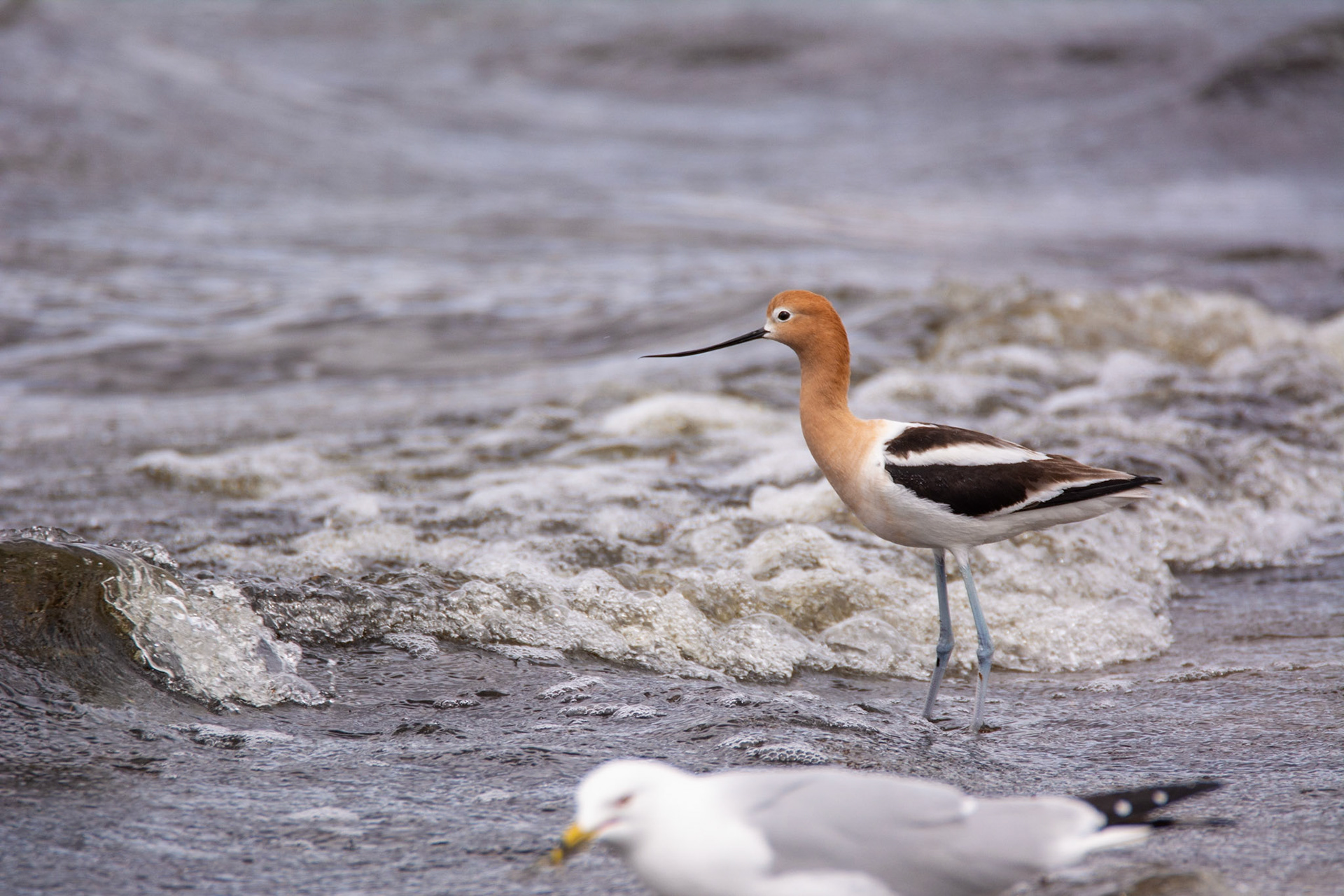 American Avocet, Astotin Lake, Elk Island National Park