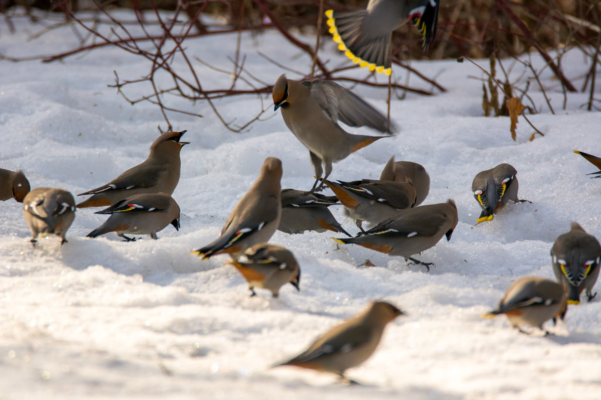 Bohemian Waxwing