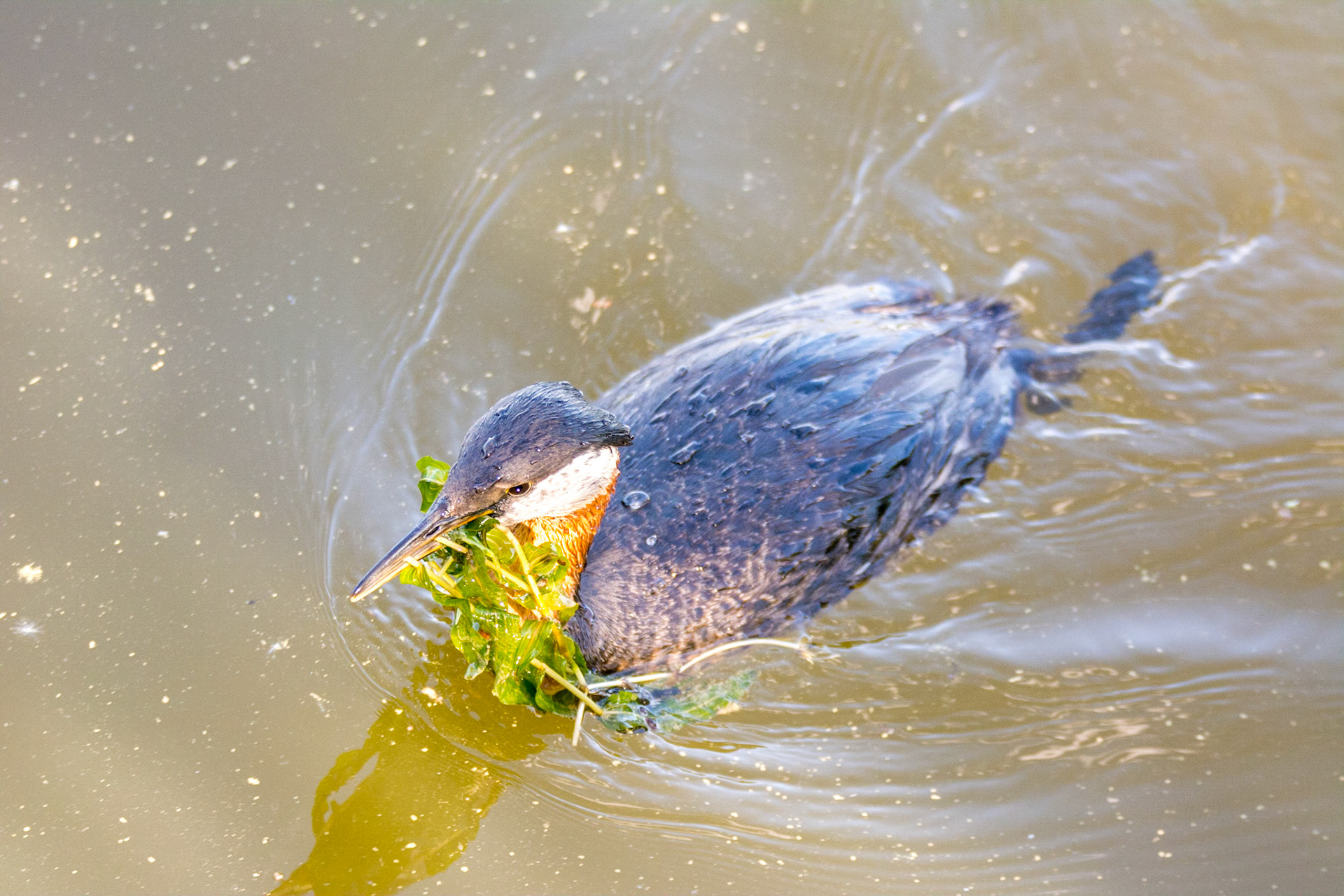 Red-Necked Grebe