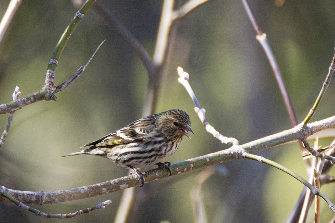 Pine Siskin, Hawrelak Park, Edmonton