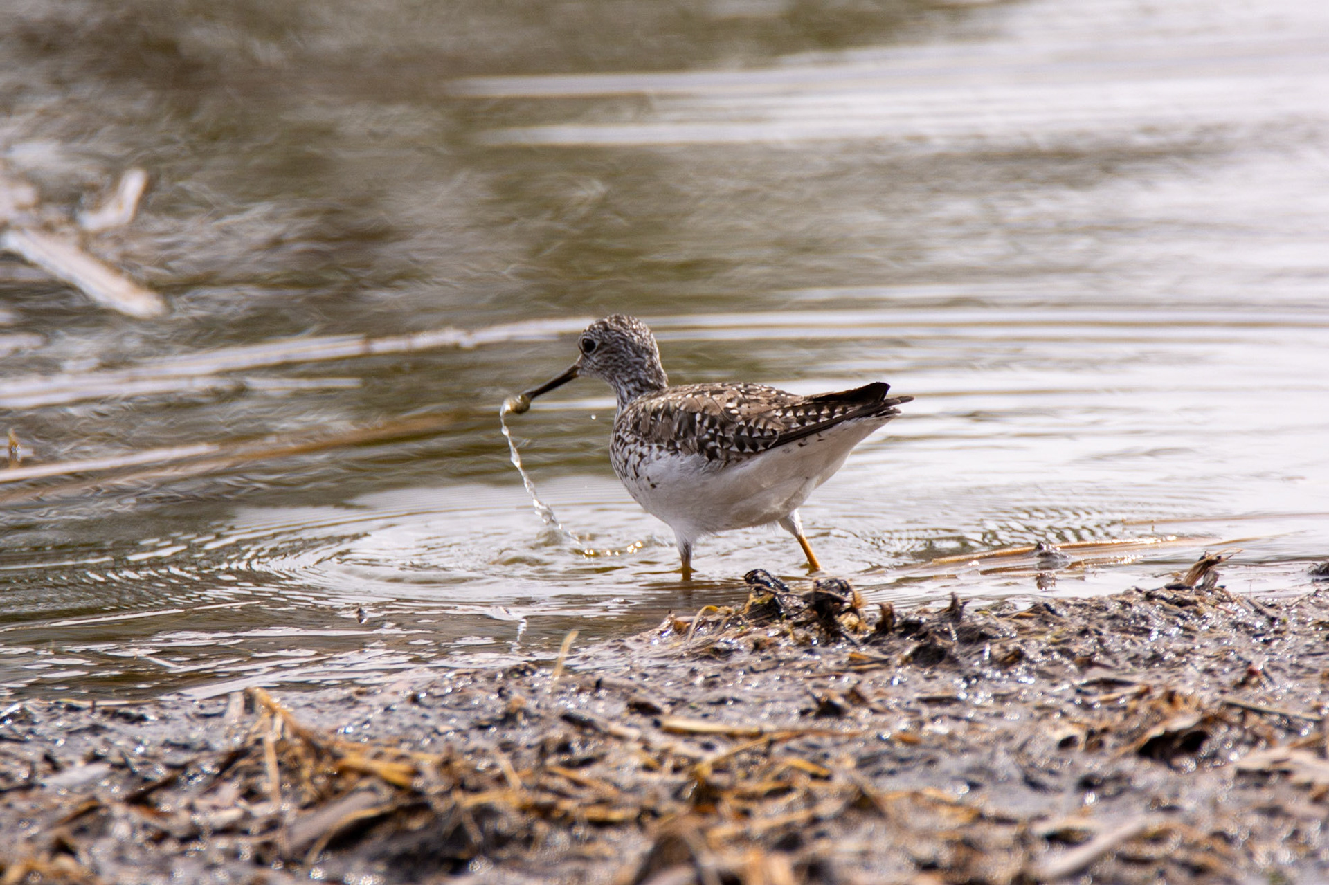 Lesser Yellowlegs, Astotin Lake, Elk Island National Park