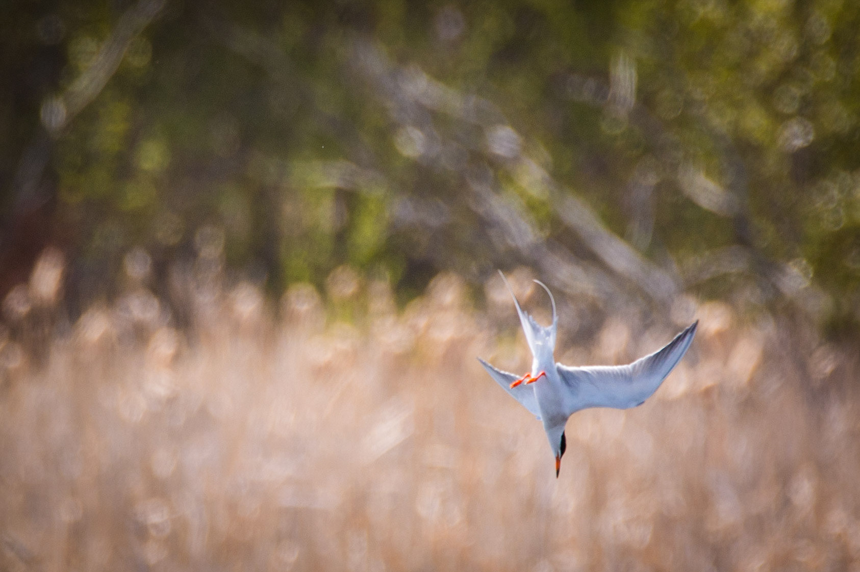 Forester's Tern, Sherwood Park, May 22, 2022