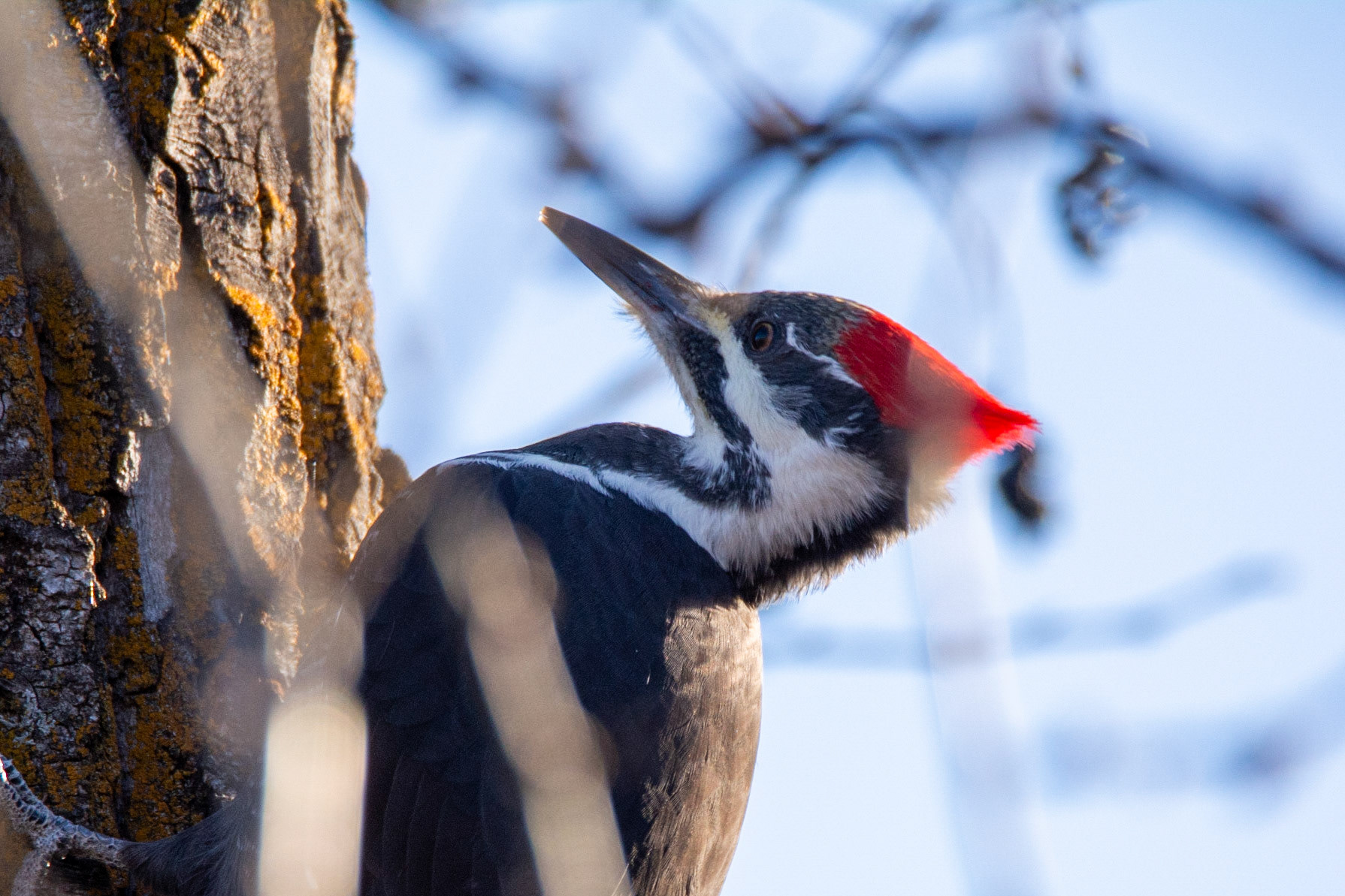 Pileated Woodpecker,  female