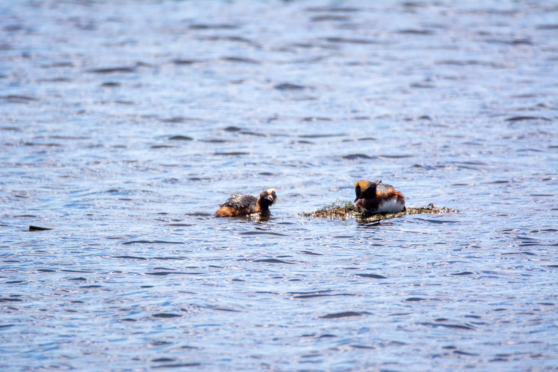 Red Deer, AB - May, 2022