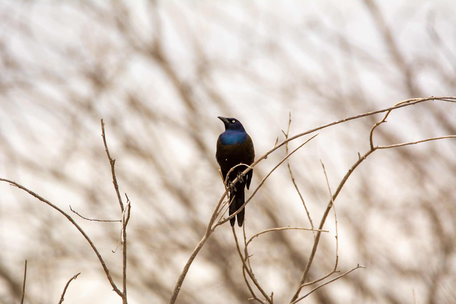 Common Grackle, John E. Poole Boardwalk, Lois Hole Provincial Park