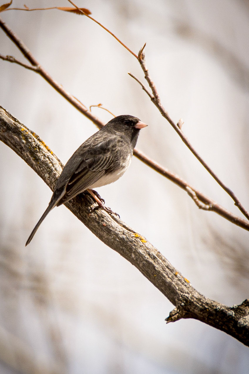 Dark-eyed Junco, Hawrelak Park, Edmonton
