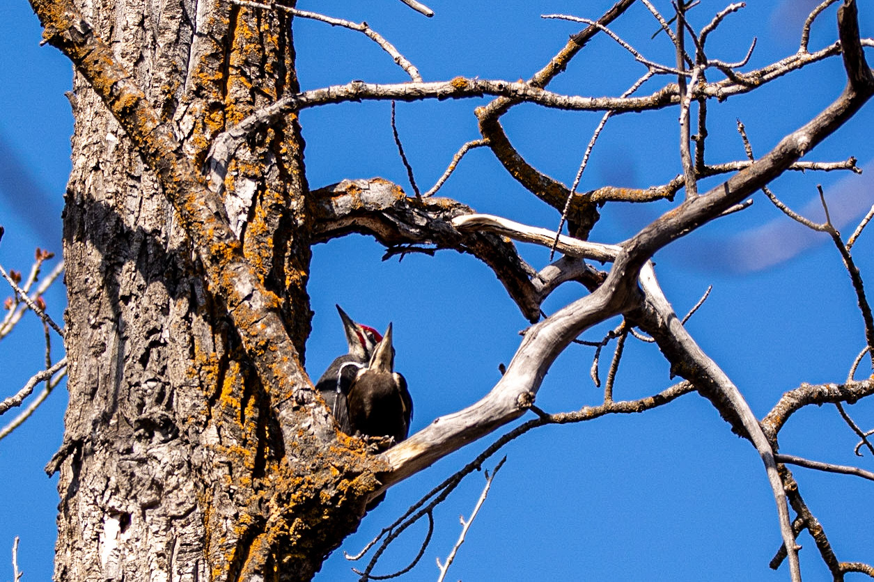 Pileated Woodpecker, Hawrelak Park, Edmonton