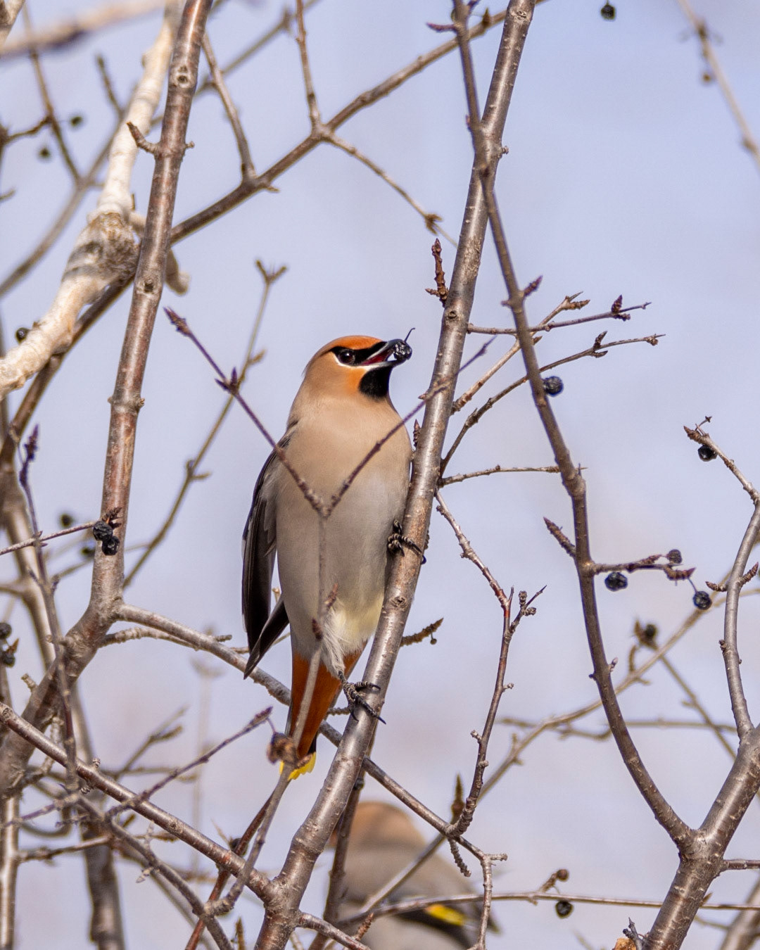 Bohemian Waxwing
