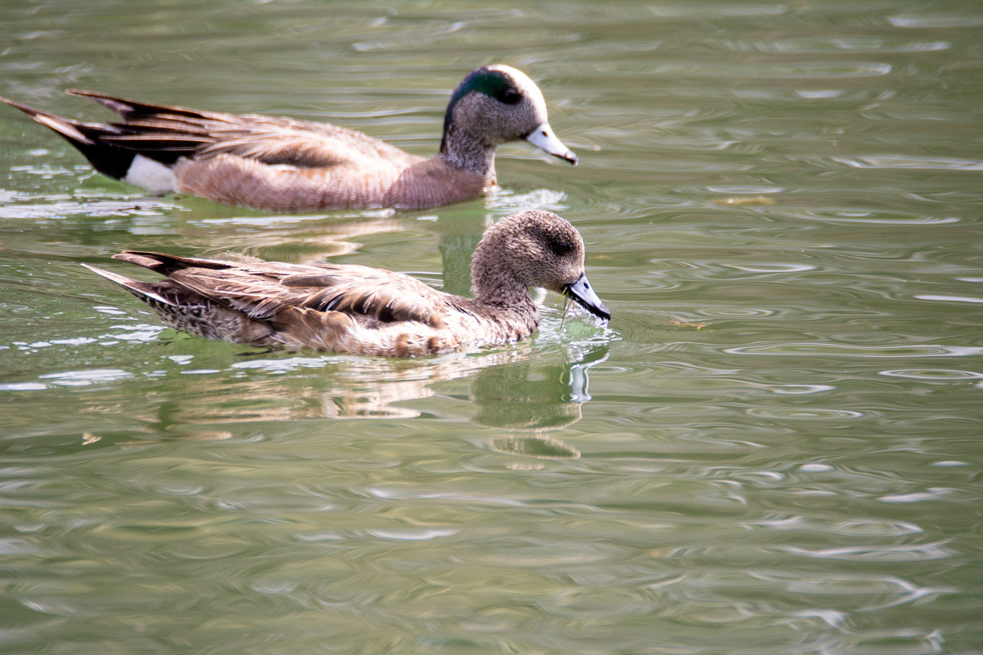 American Wigeon, Hawrelak Park, Edmonton