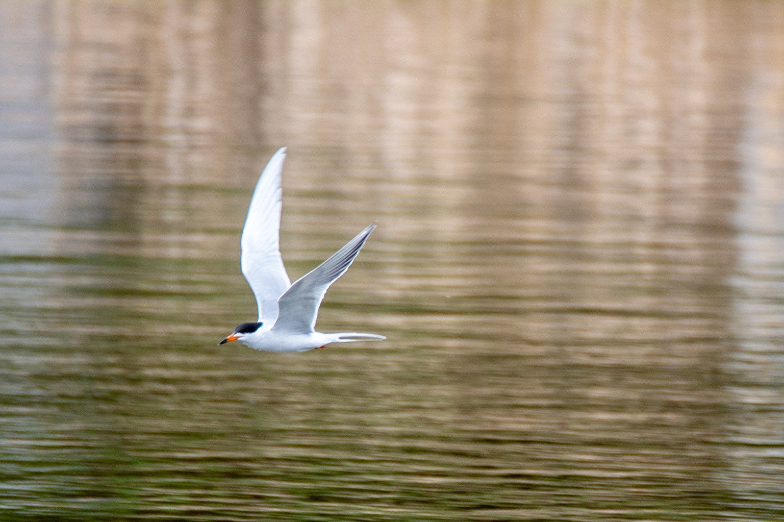 Forester's Tern, Edmonton, May 7, 2022