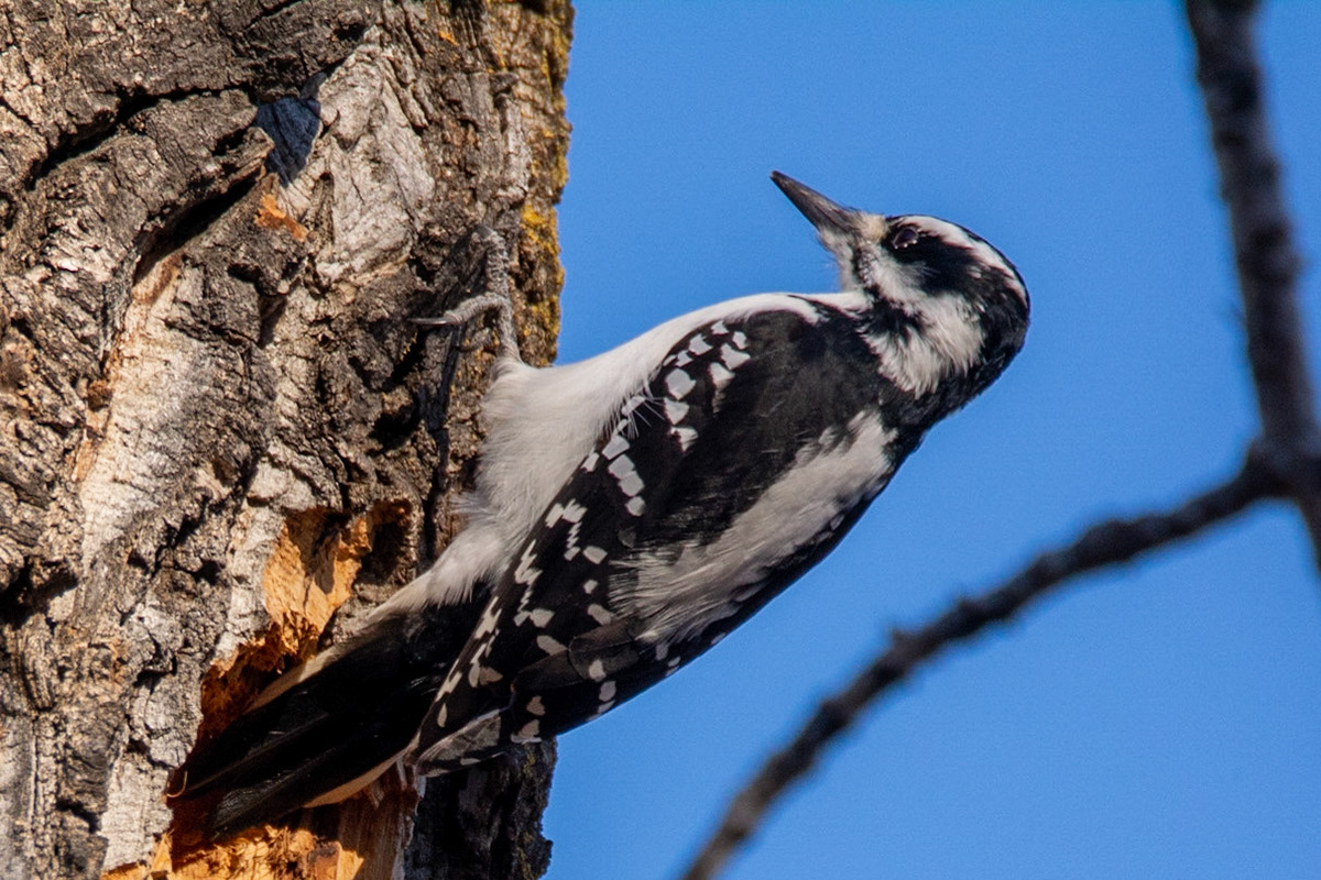 Hairy Woodpecker, female
