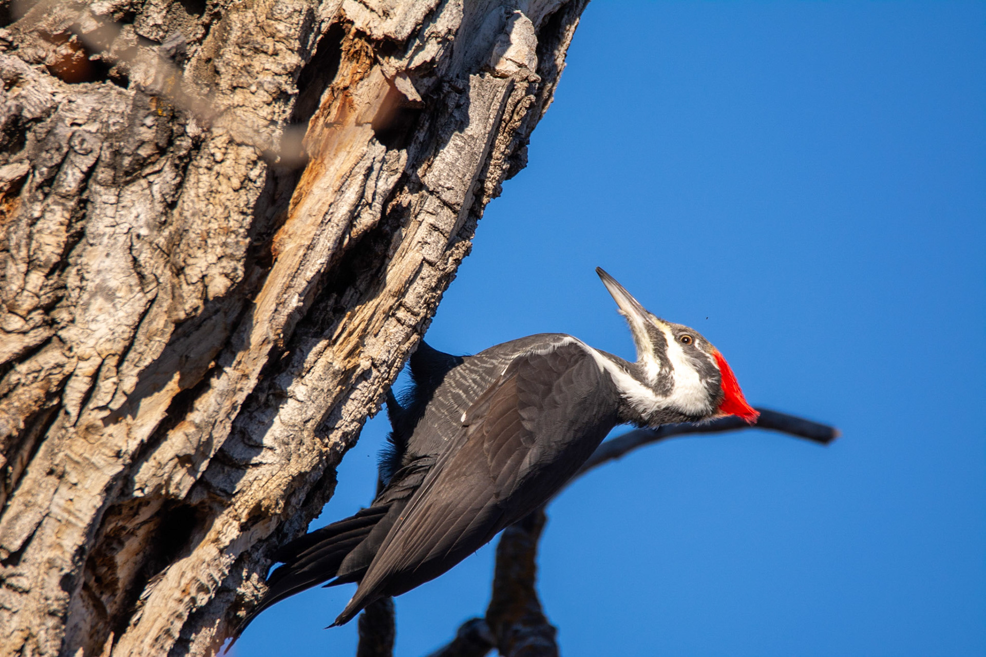 Pileated Woodpecker,  female