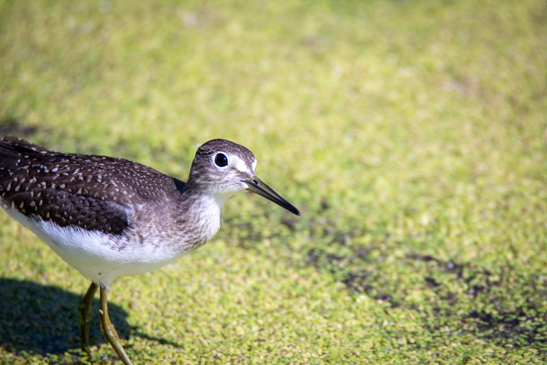 Solitary Sandpiper, juvenile