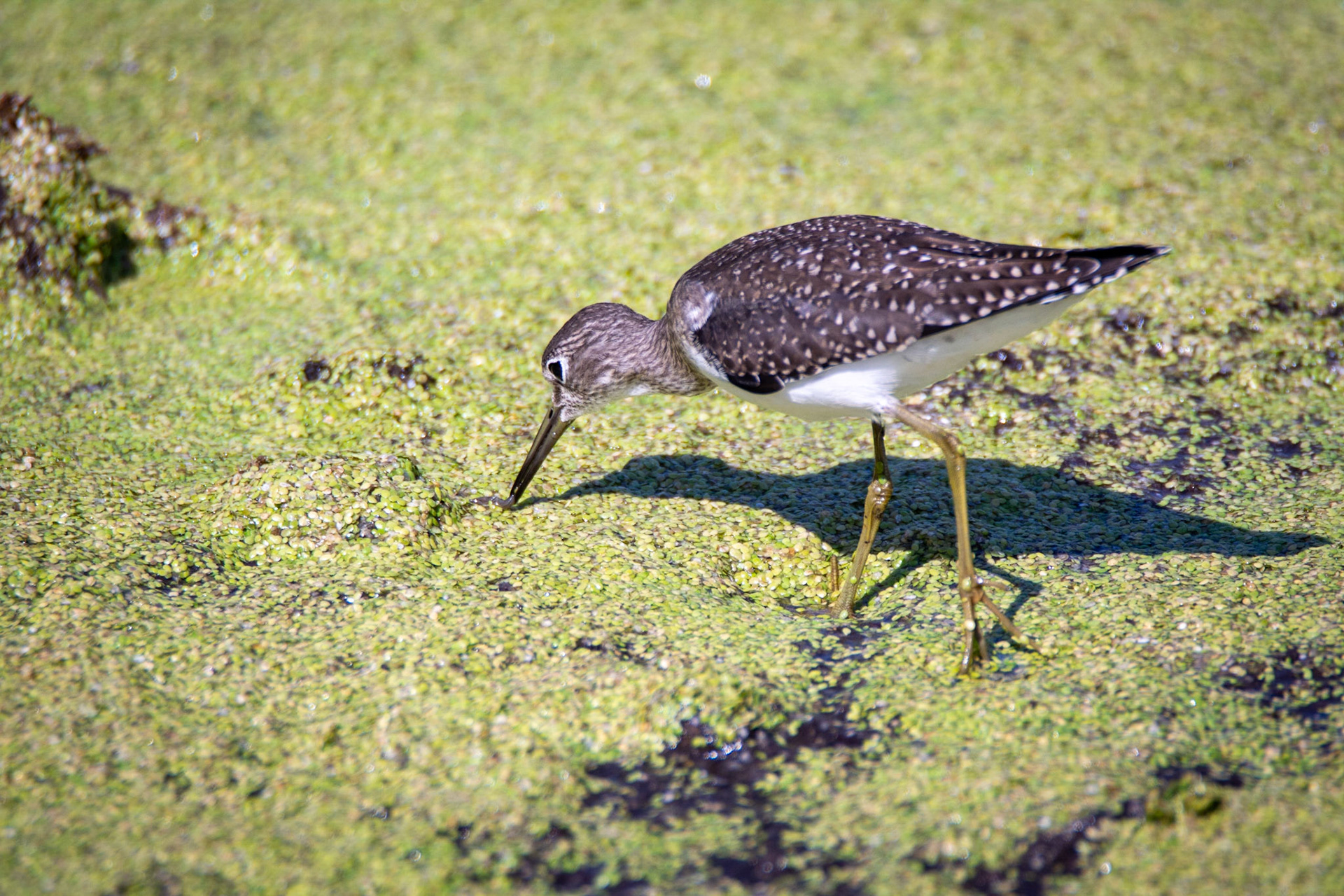 Solitary Sandpiper, juvenile