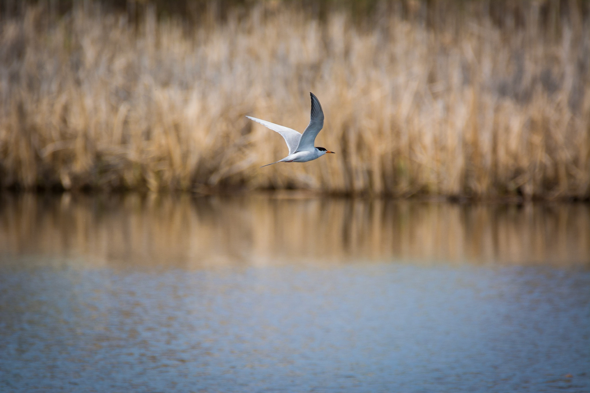 Forester's Tern, Sherwood Park, May 22, 2022