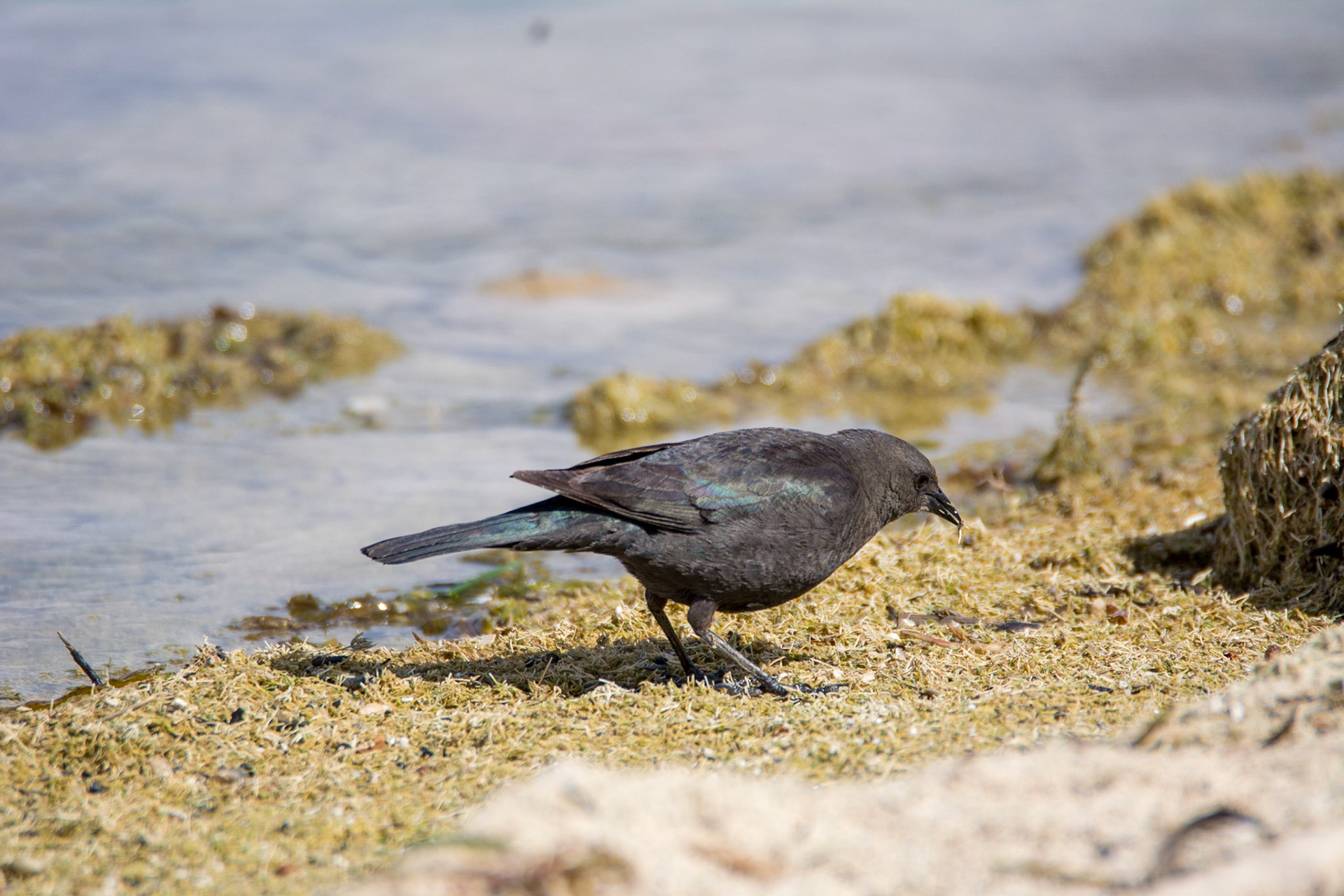 Brewer's Blackbird, Calgary, AB - 2022