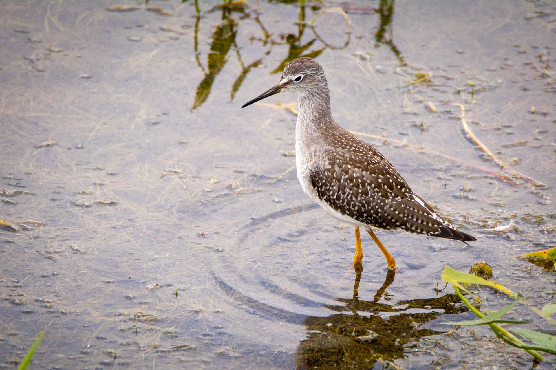 Solitary Sandpiper