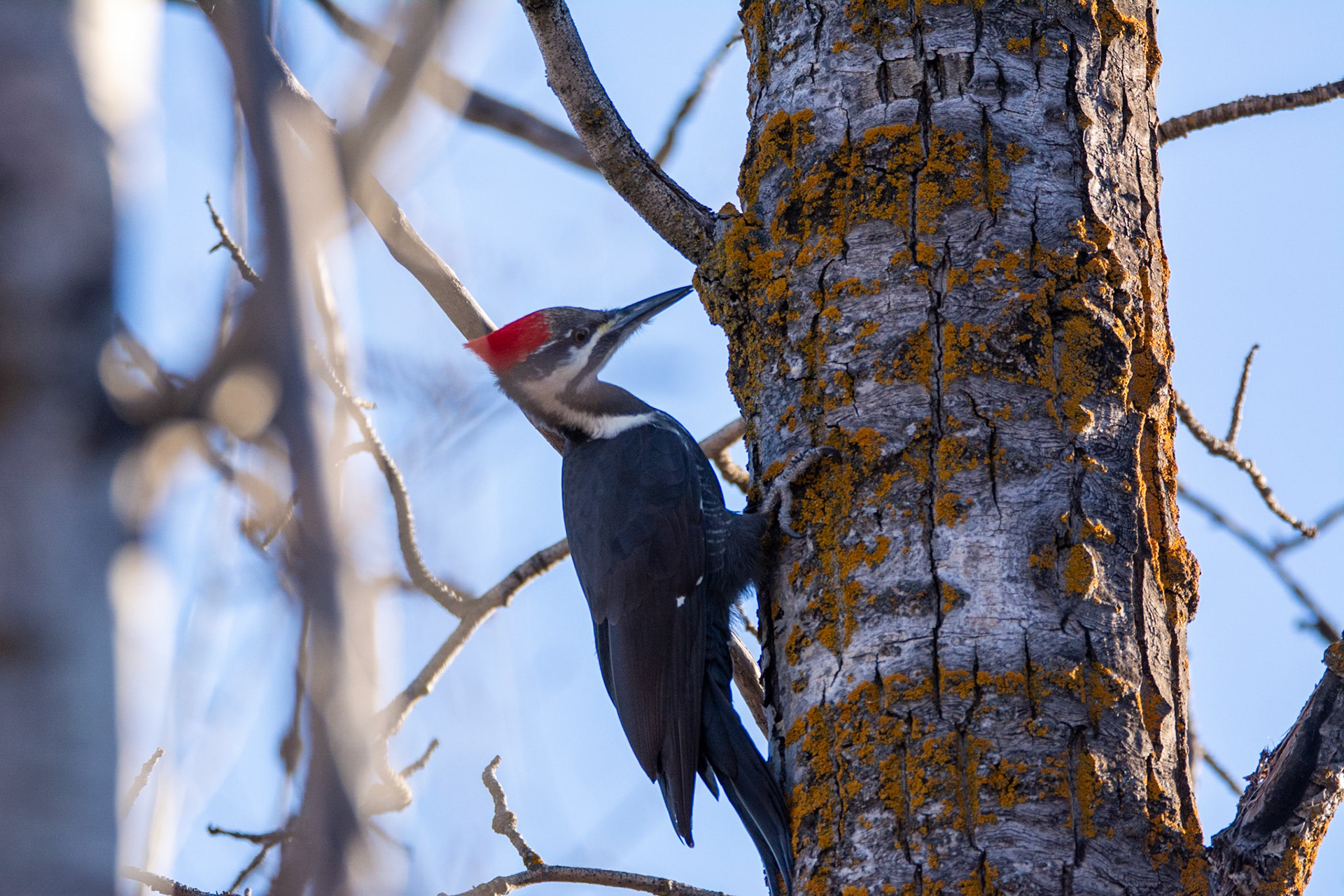 Pileated Woodpecker,  female