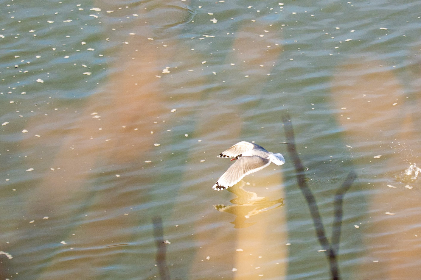 Franklin's Gull, North Saskatchewan River, Edmonton