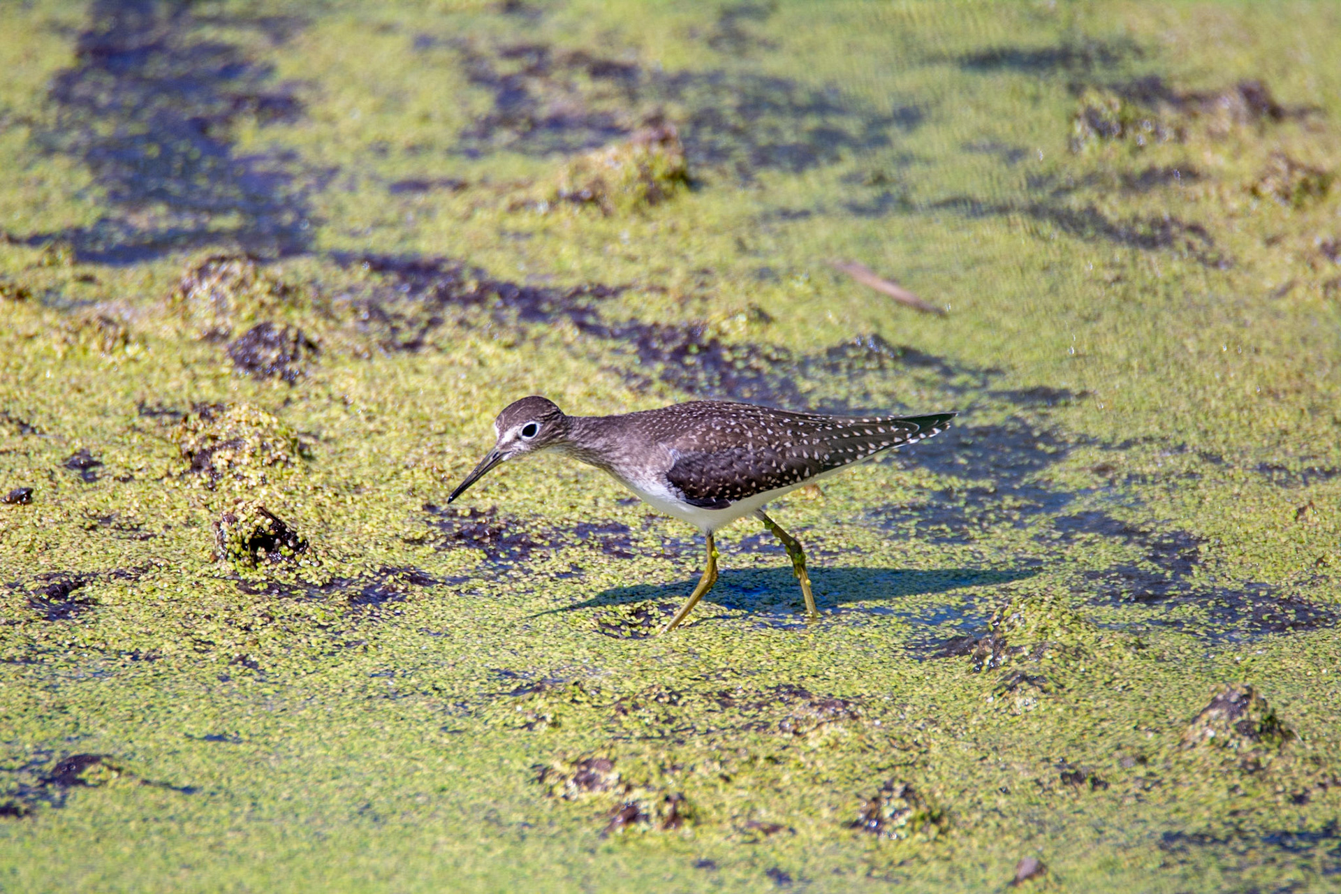 Solitary Sandpiper, juvenile