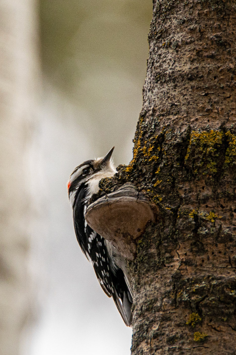 Downy Woodpecker, Hawrelak Park, Edmonton