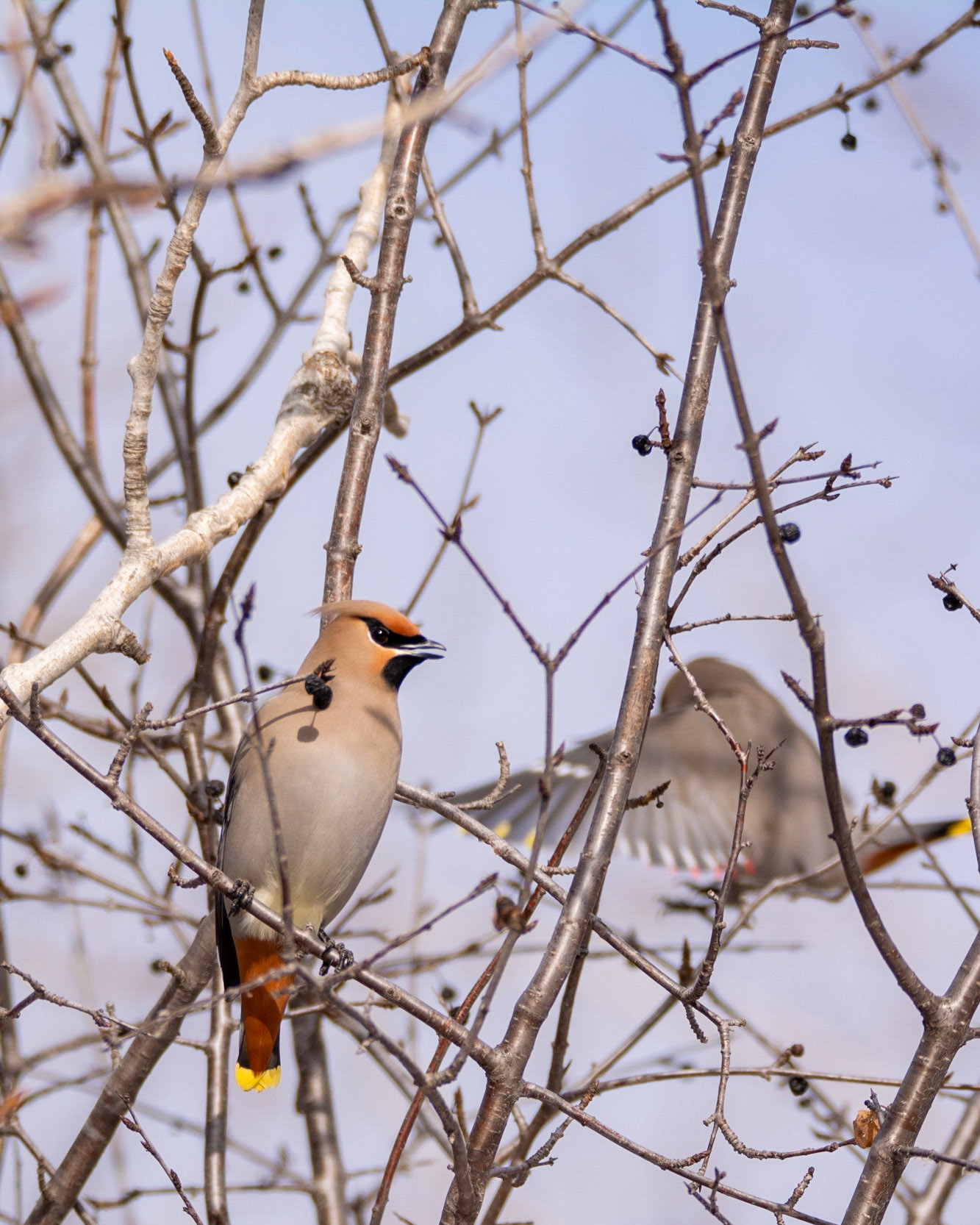 Bohemian Waxwing