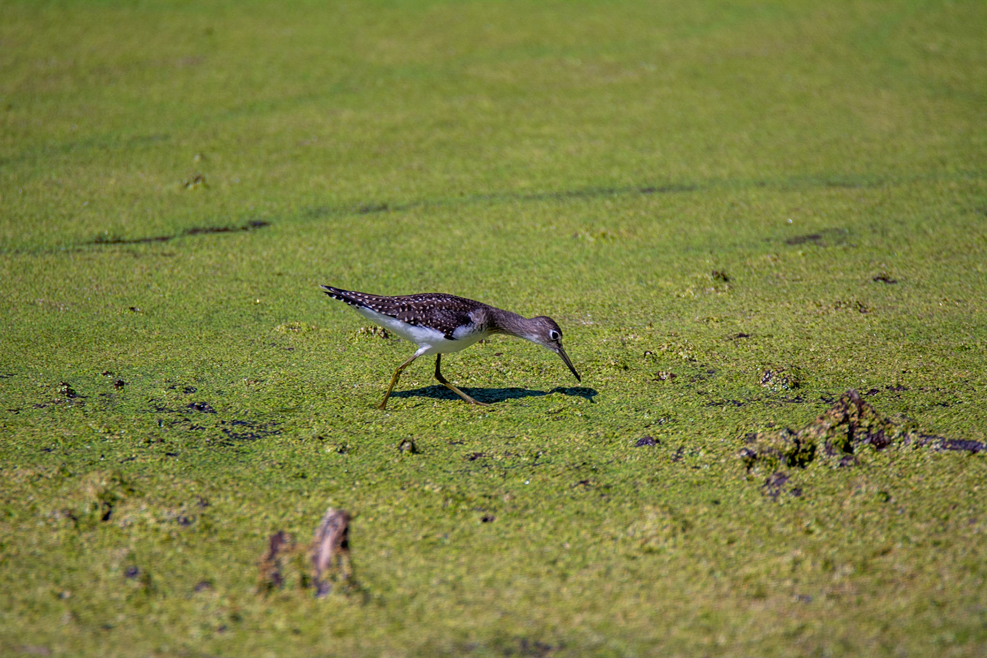 Solitary Sandpiper, juvenile