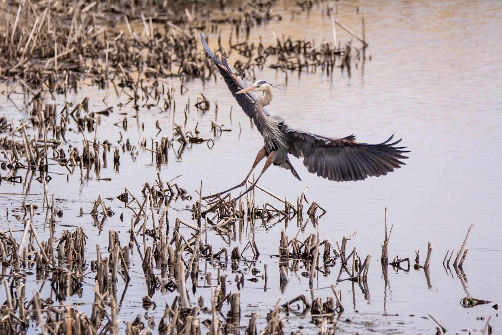 Great Blue Heron, John E. Poole Boardwalk, Lois Hole Provincial Park, Alberta