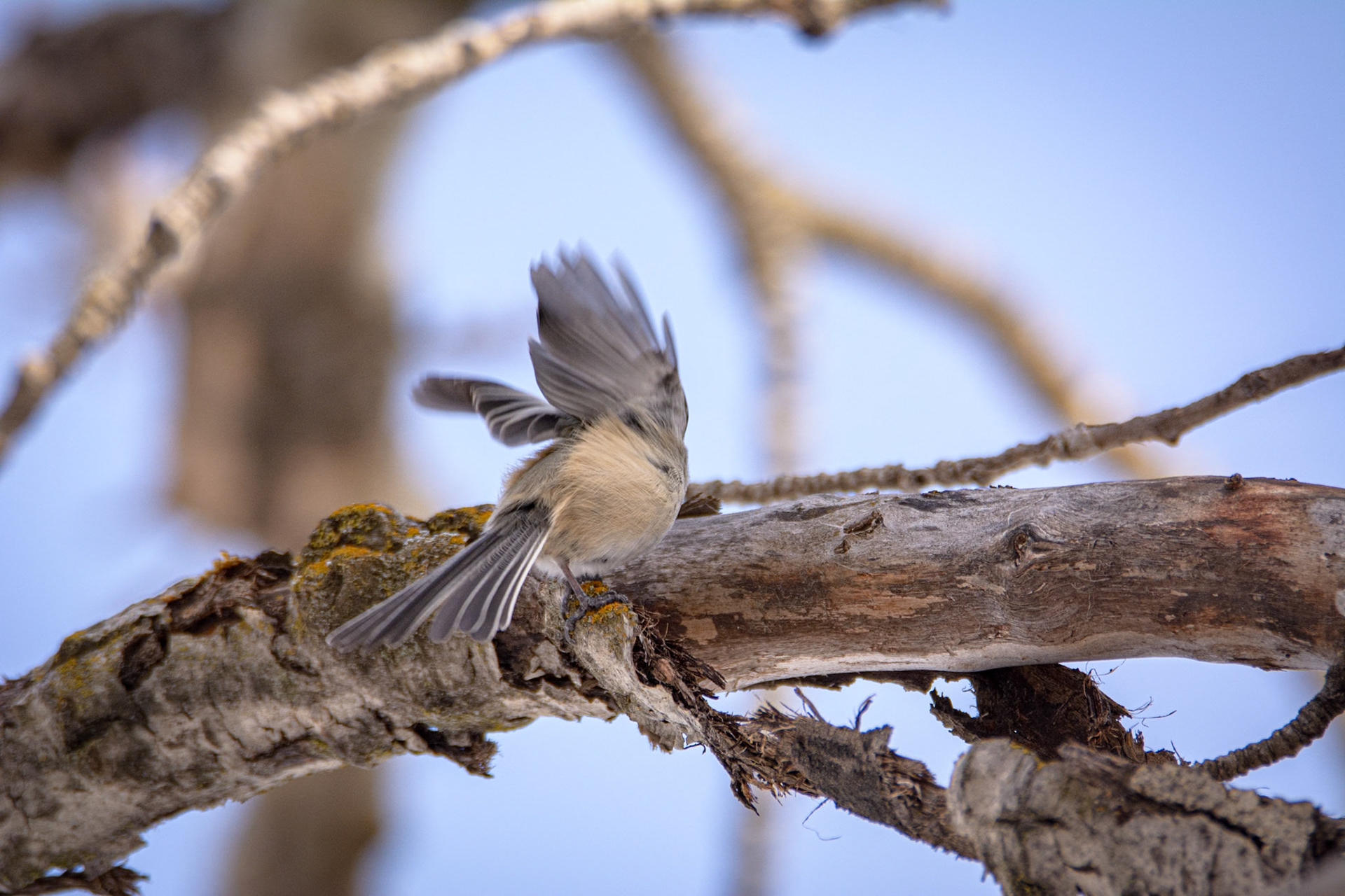 Black-capped Chickadee, Hawrelak Park, Edmonton