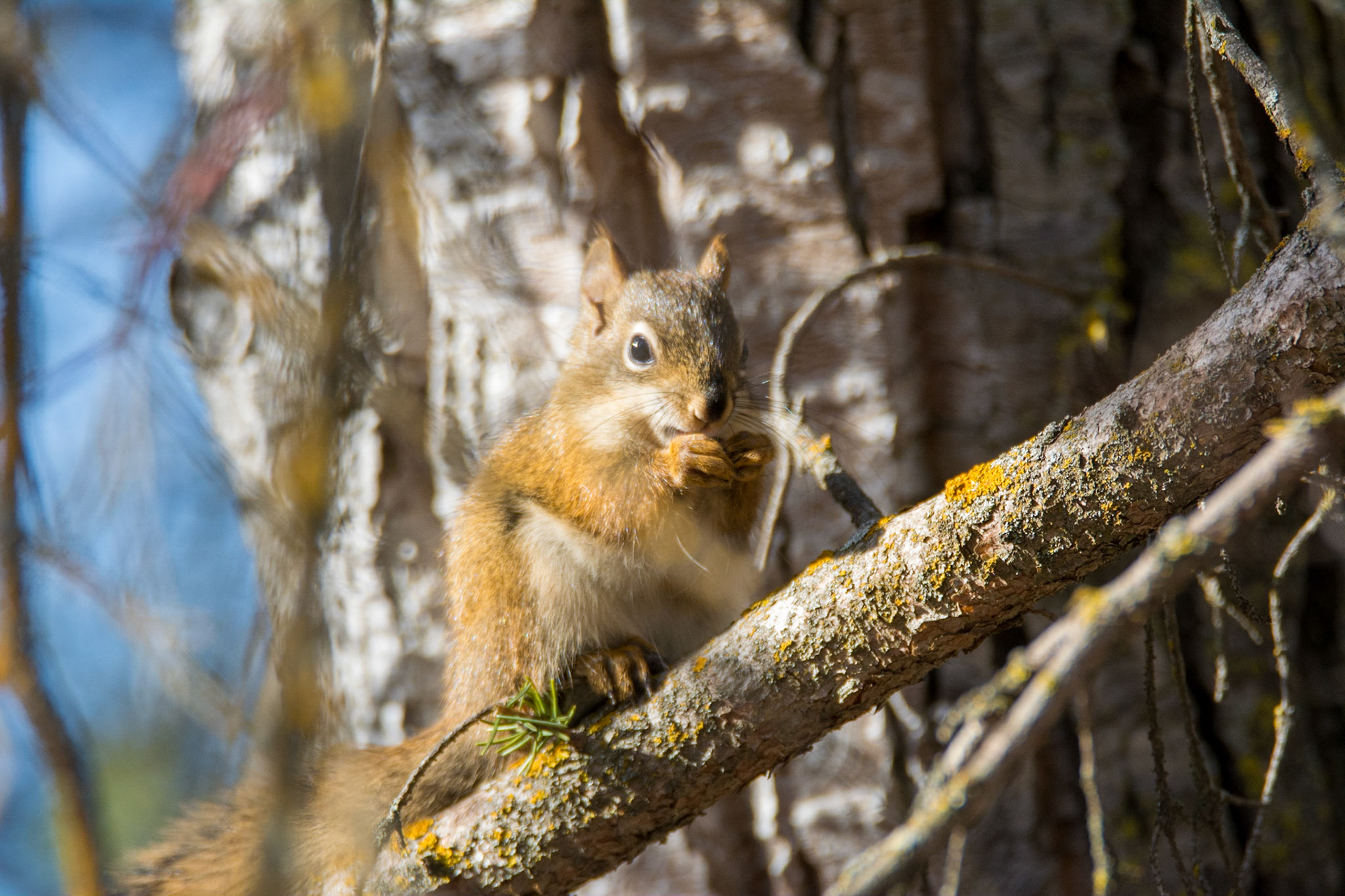 Red Squirrel, Hawrelak Park, Edmonton