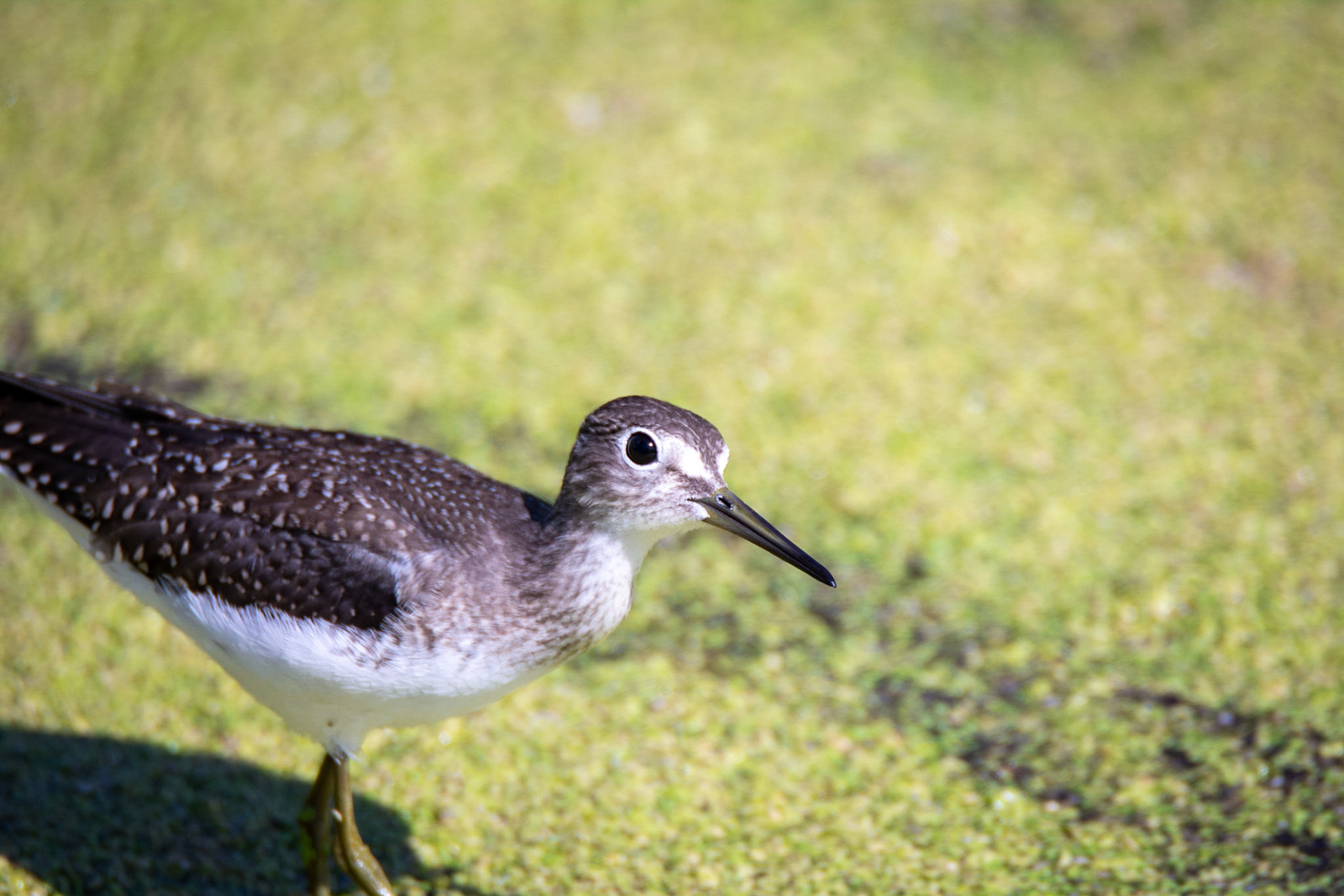 Solitary Sandpiper, juvenile