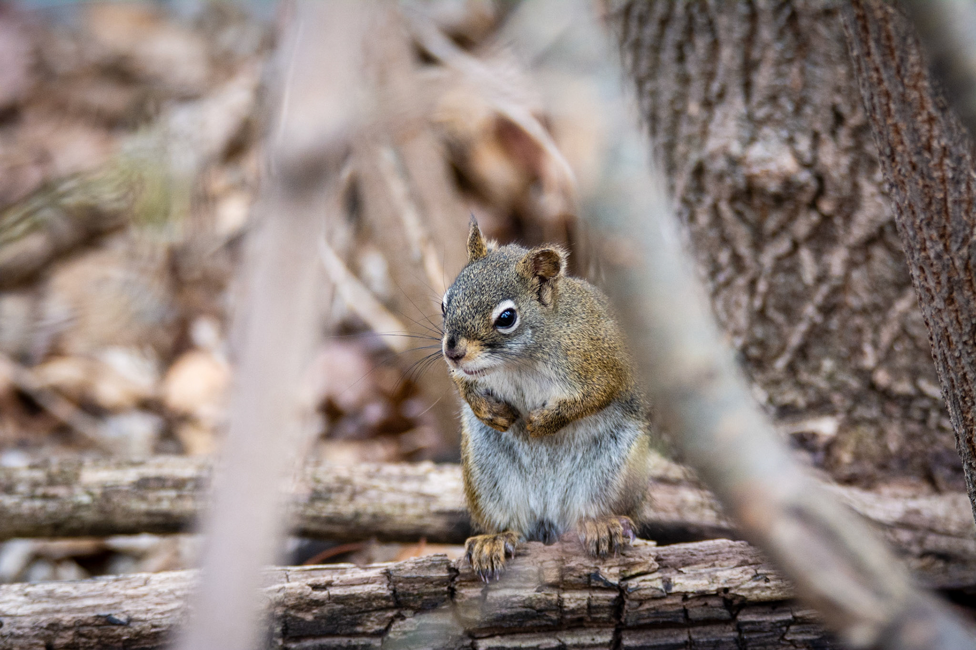 Red Squirrel, Hawrelak Park, Edmonton