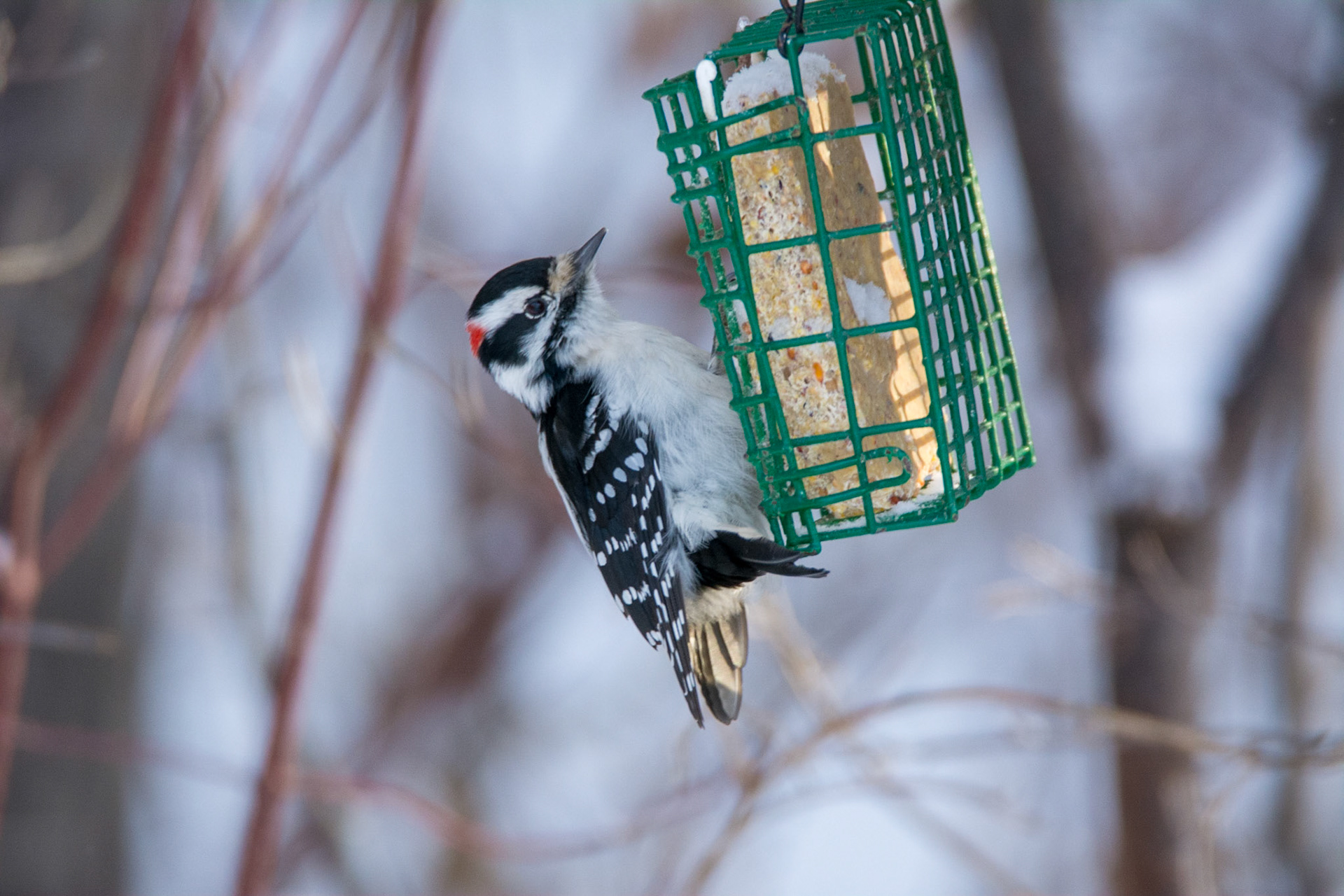 Downy Woodpecker, male
