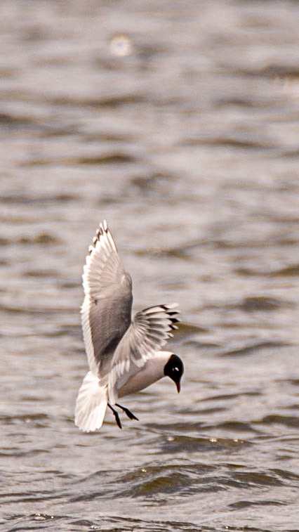 Franklin's Gull