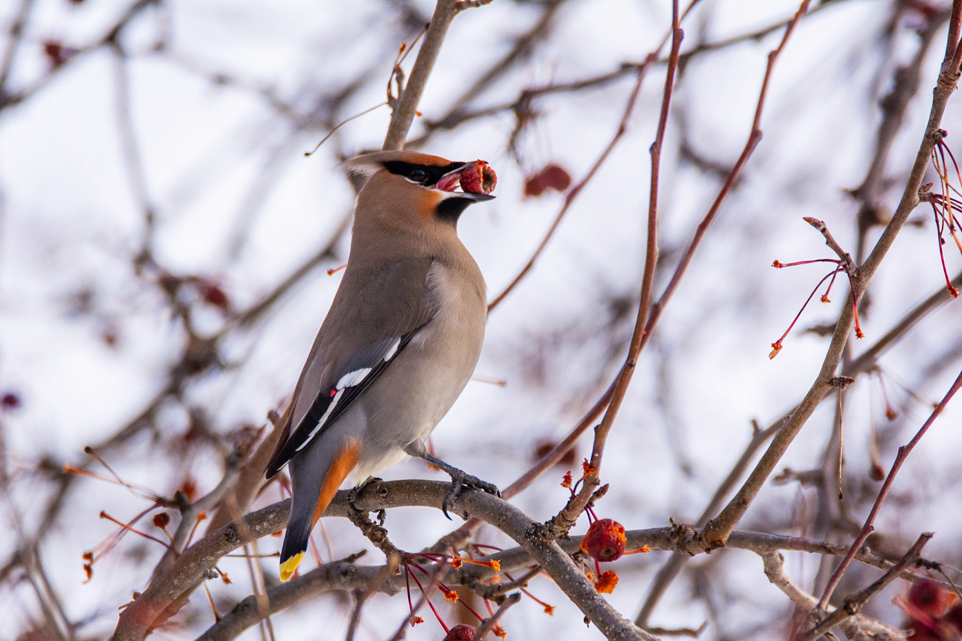 Bohemian Waxwing