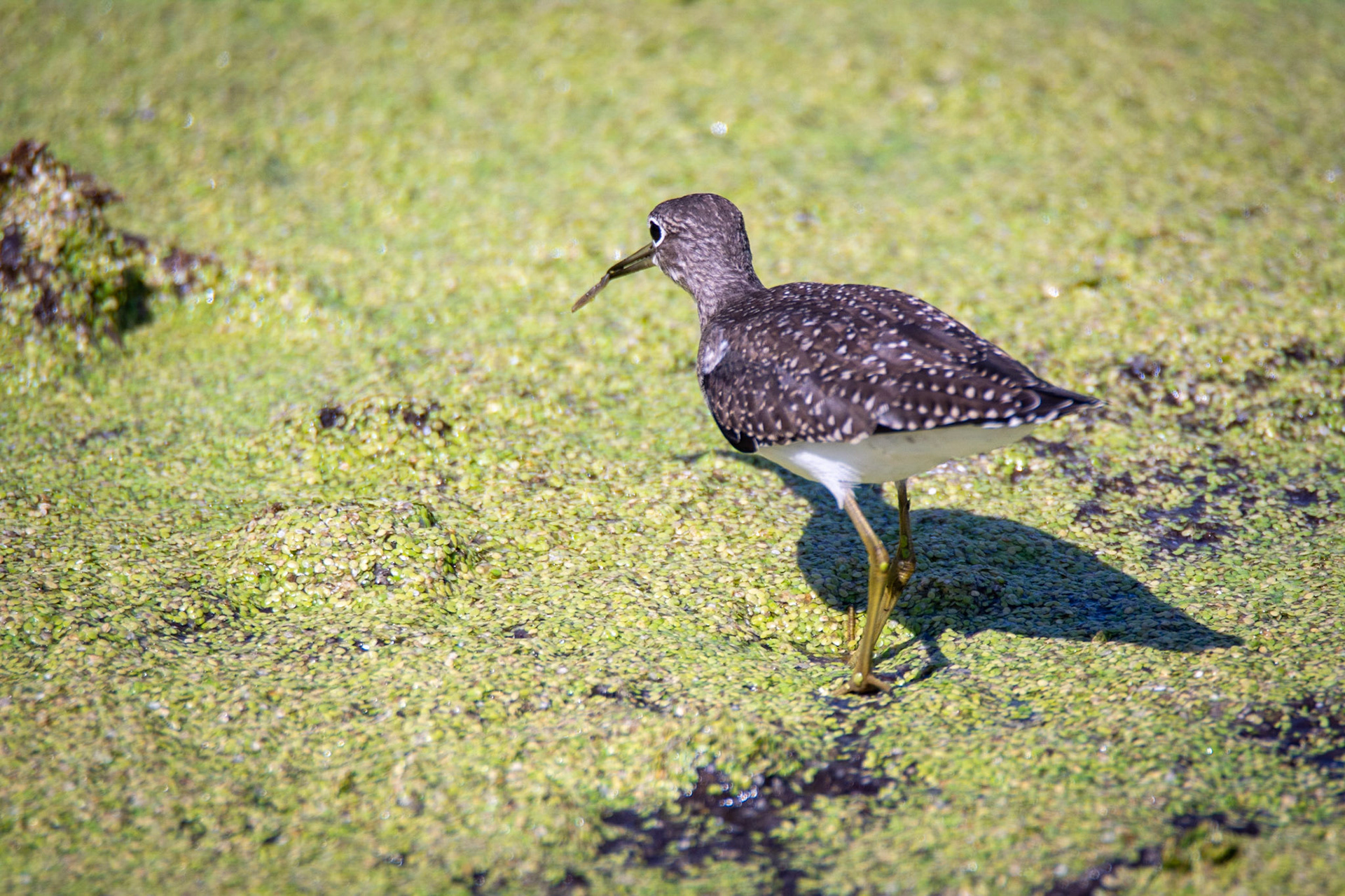 Solitary Sandpiper, juvenile