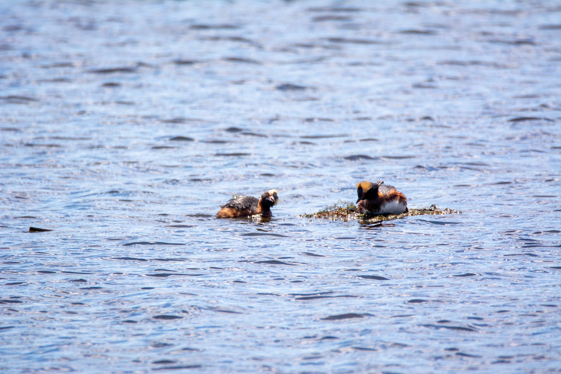 Red Deer, AB - May, 2022