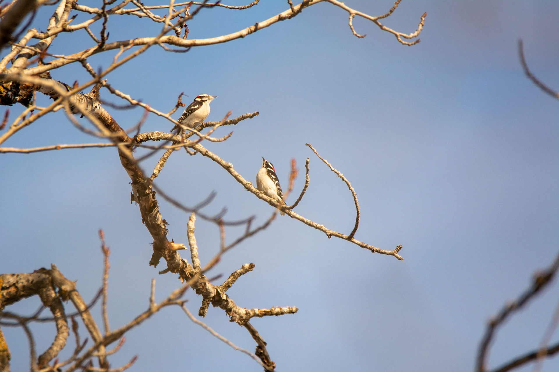 Downy Woodpeckers, male