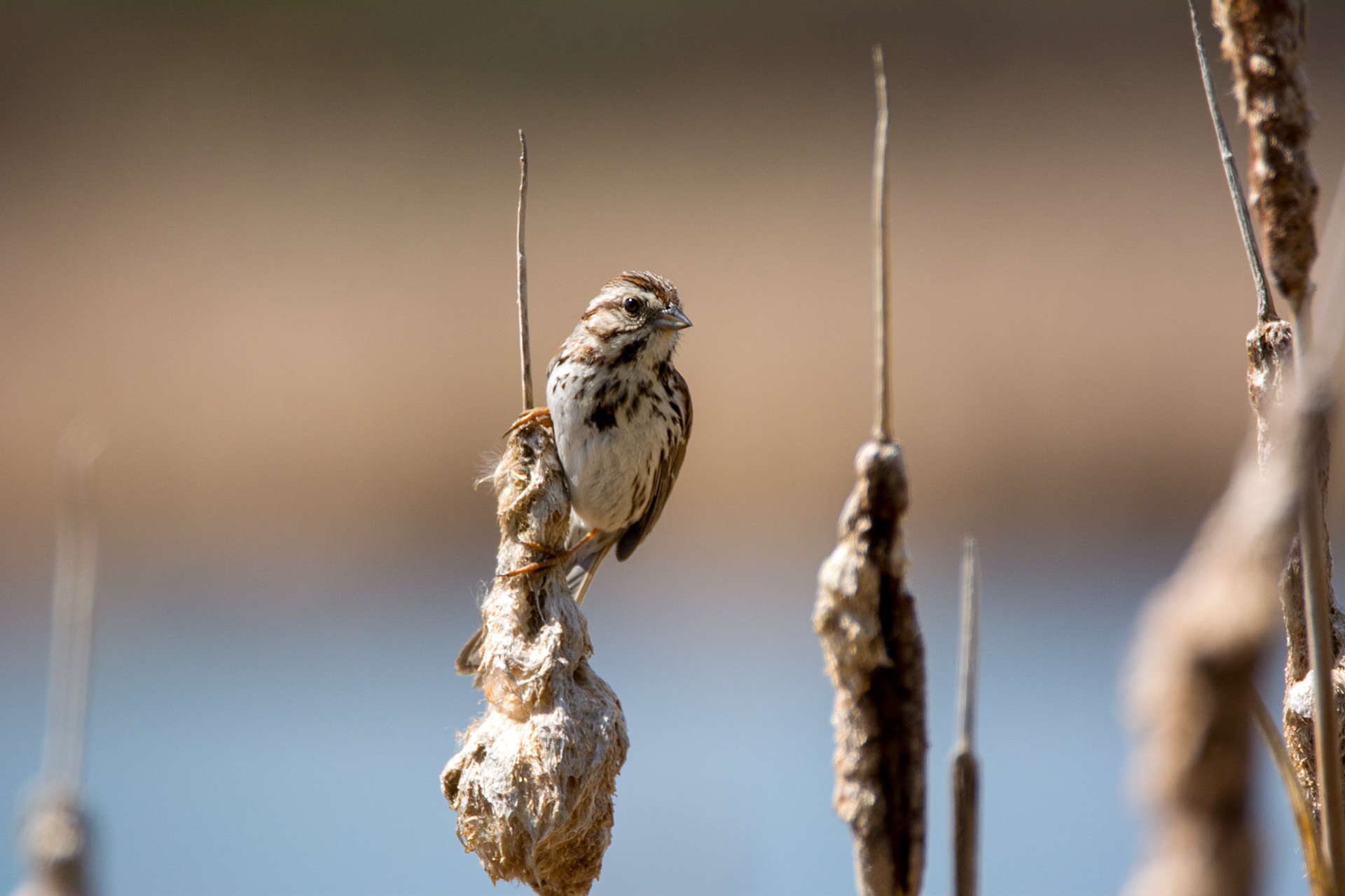 Song Sparrow, Sherwood Park, May 22, 2022