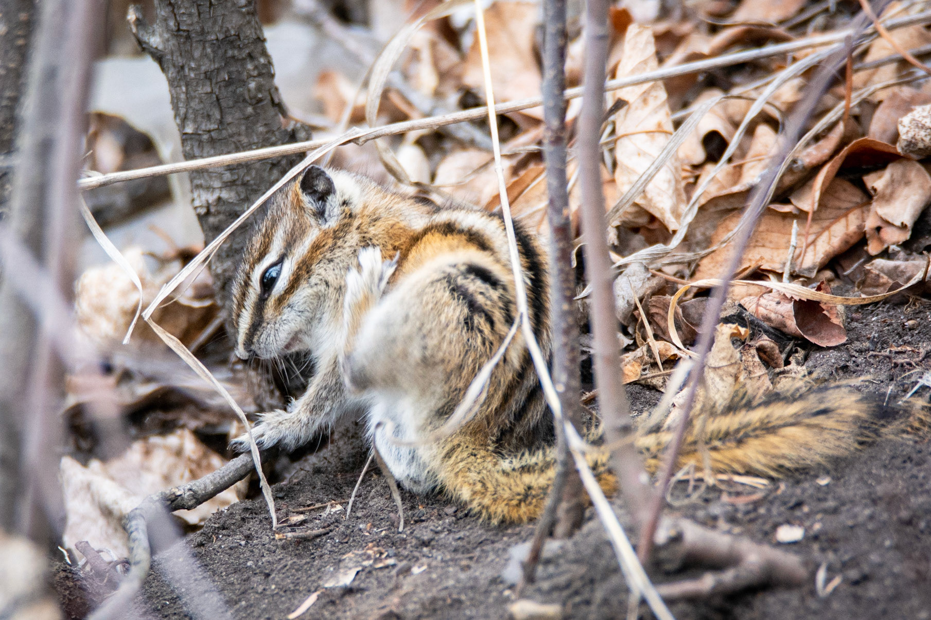 Least Chipmunk, Hawrelak Park, Edmonton