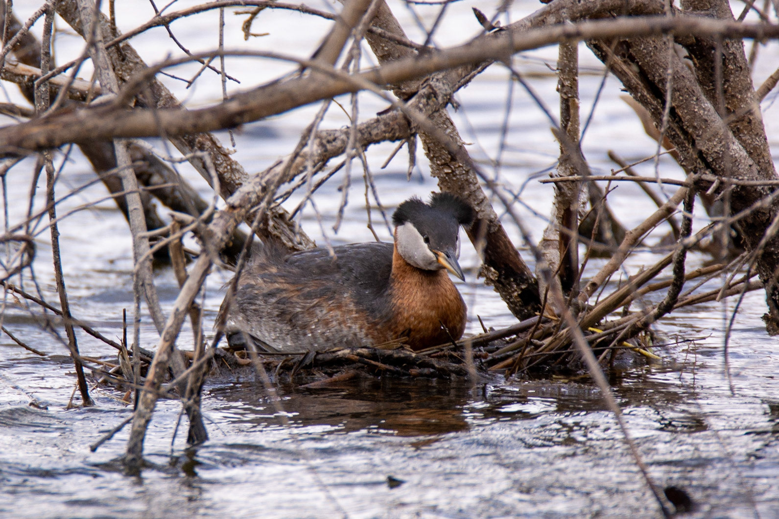 Red-Necked Grebe, Astotin Lake, Elk Island National Park