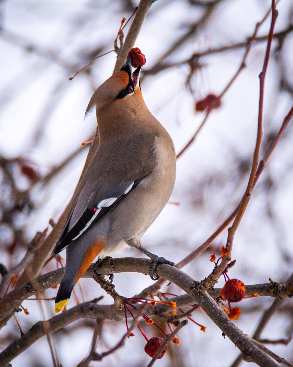 Bohemian Waxwing