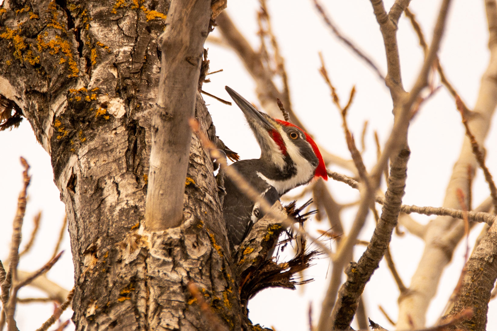 Pileated Woodpecker, male