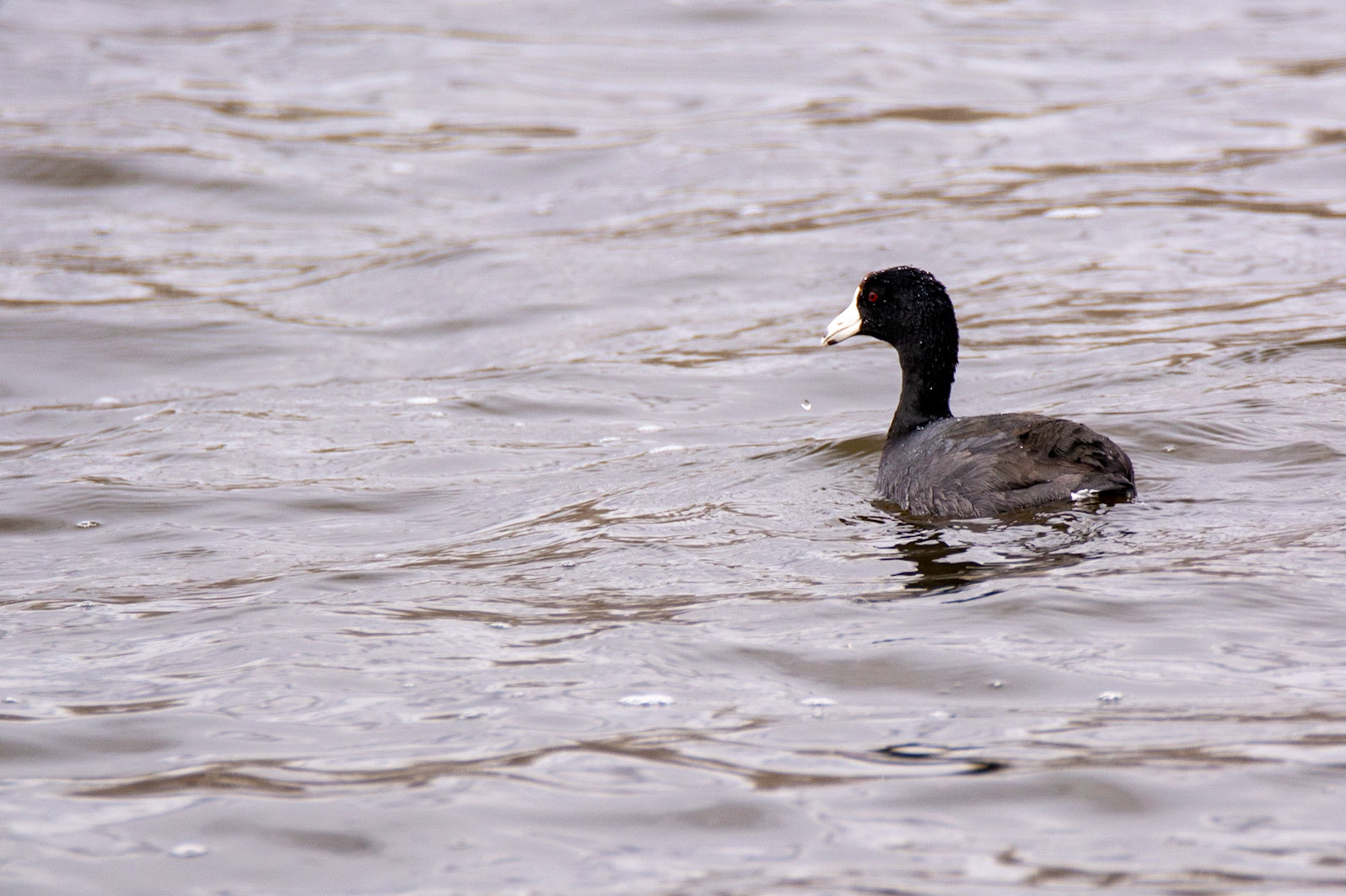 American Coot, Astotin Lake, Elk Island National Park
